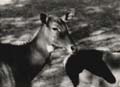 005 Tiere Grosses Kudu 1956